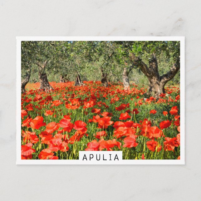 Red poppy flowers under old olive trees postcard (Front)