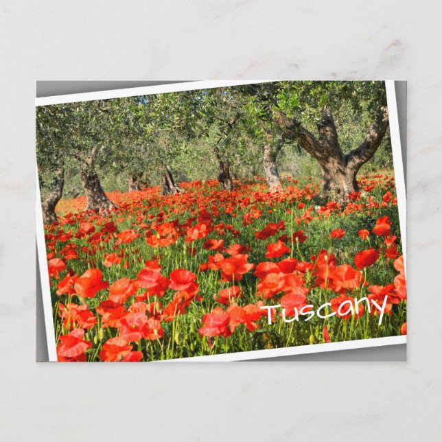 Red poppy flowers under old olive trees postcard (Front)