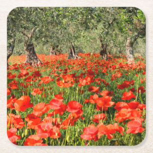 Red poppy flowers under old olive trees square paper coaster