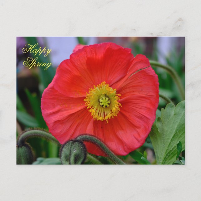 Red Poppy Happy Spring Postcard (Front)