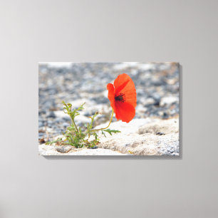 Red poppy in pavement canvas print