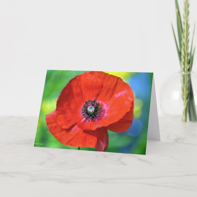Red Poppy in the Sunshine Photograph Card (Front)