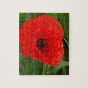 Red poppy jigsaw puzzle