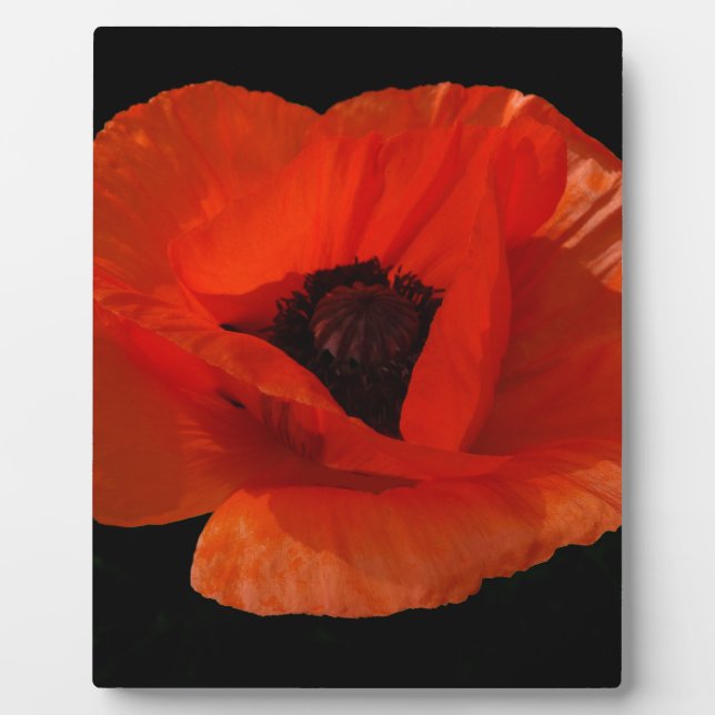 Red Poppy Macro Plaque (Front)