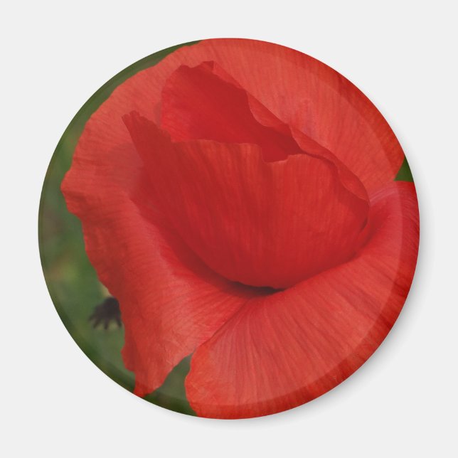 Red poppy magnet (Front)