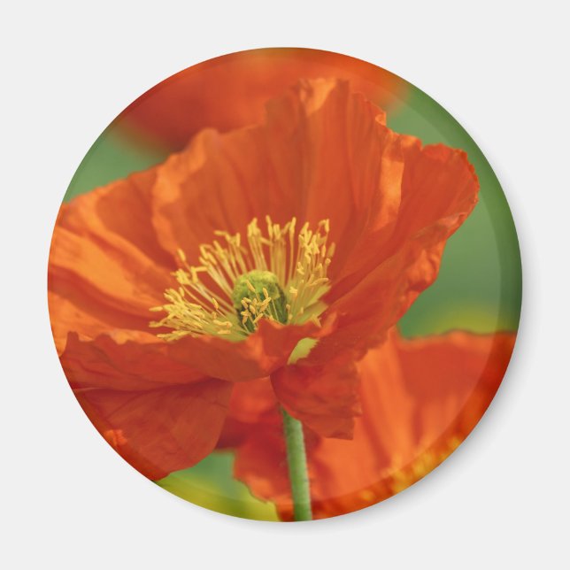 Red Poppy Magnet (Front)