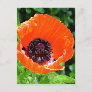 Red Poppy Photograph Postcard