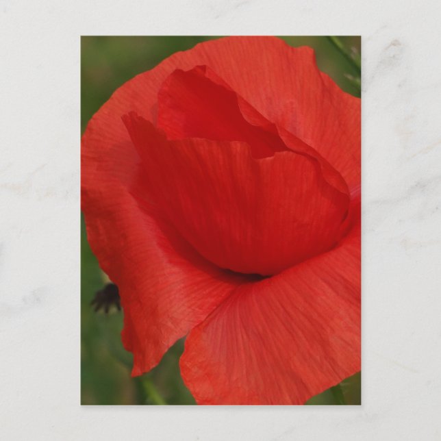 Red poppy postcard (Front)