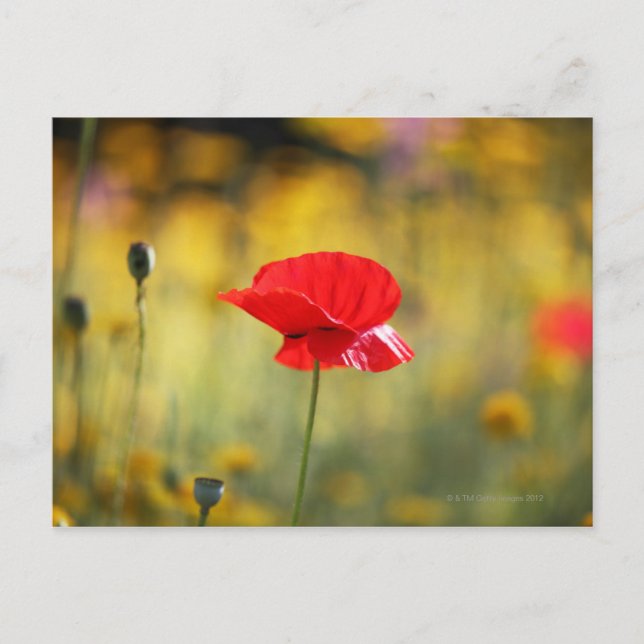 Red poppy postcard (Front)