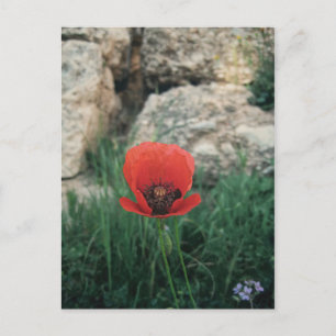 Red Poppy Postcard