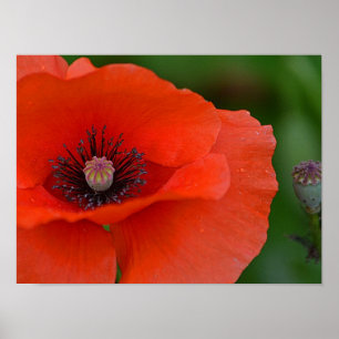 Red Poppy Poster