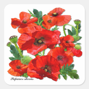 RED POPPY  ~ Square  Stickers