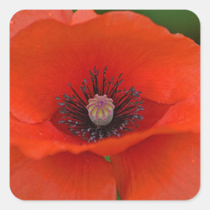 Red Poppy Sticker