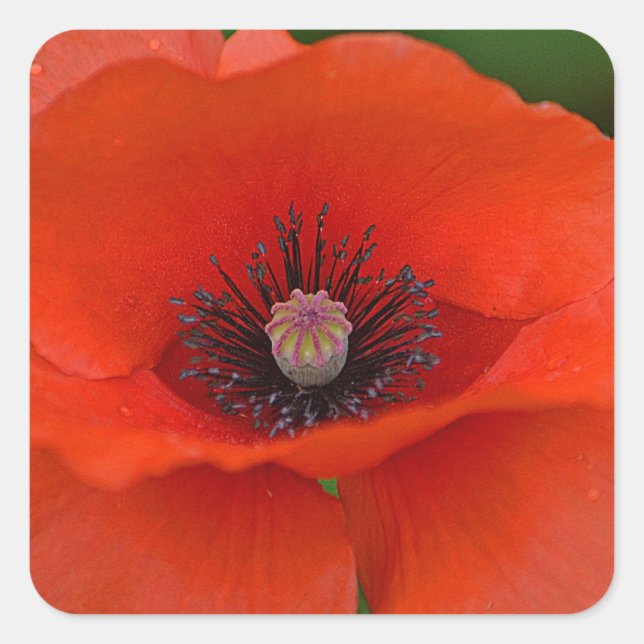 Red Poppy Sticker (Front)
