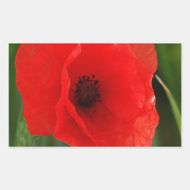 Red poppy sticker (Front)