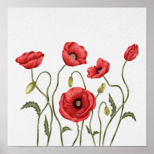 Red Poppy Wildflower Botanical Watercolor Poster
