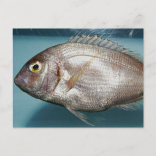 Red Porgy Postcard