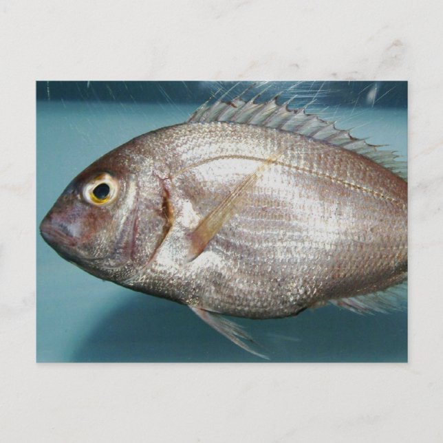 Red Porgy Postcard (Front)