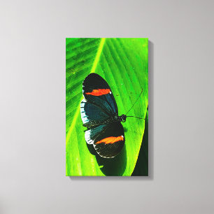 Red Postman Canvas Print