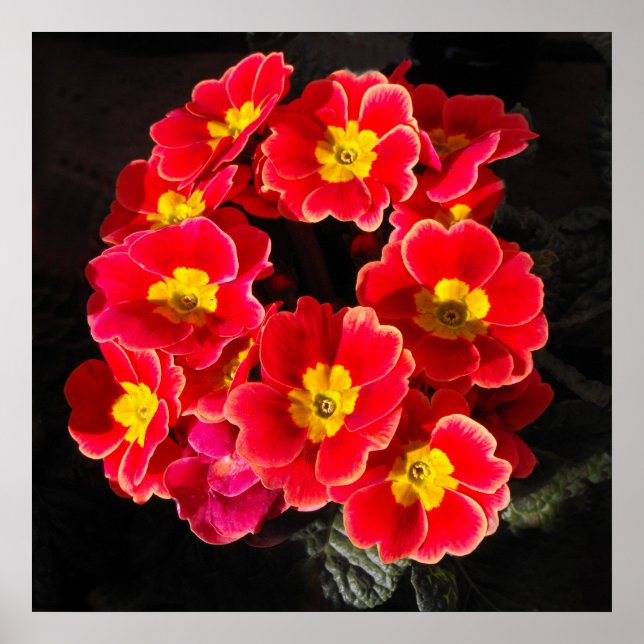 Red Primula in springtime Poster (Front)