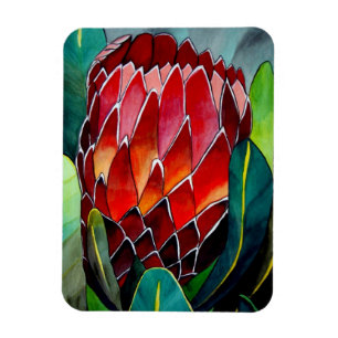 Red Protea watercolour art flower Magnet