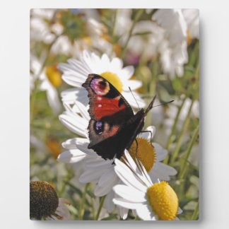 Red Purple Black Butterfly on Daisies Plaque