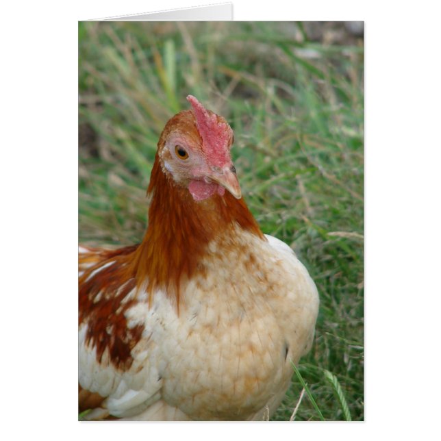 Red Pyle OEG Bantam Rooster (Front)