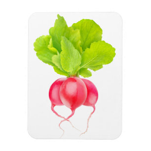 Red radishes magnet