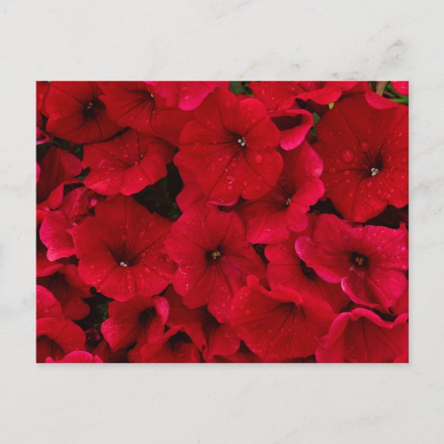 Red Rain Drop Petunias Postcard (Front)