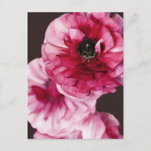Red Ranunculus Postcard