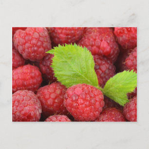 Red Raspberries Postcard