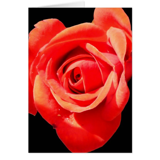 Red, Red Rose Card ~ Blank, Customize it! (Front)
