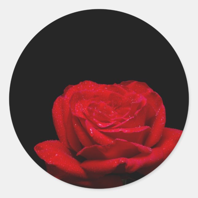 Red Red Rose Classic Round Sticker (Front)