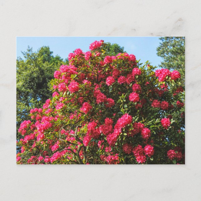 Red Rhododendrons Bute Park, Cardiff, Wales Postca Postcard (Front)