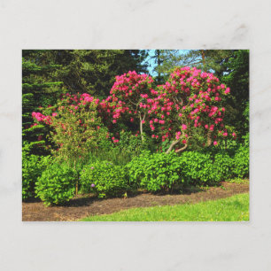 Red Rhododendrons Bute Park, Cardiff, Wales Postca Postcard