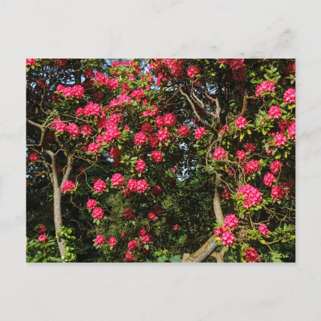 Red Rhododendrons Bute Park, Cardiff, Wales Postcard (Front)