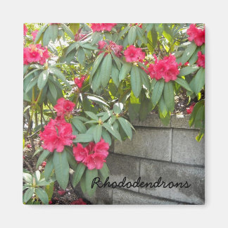 Red Rhododendrons Magnet