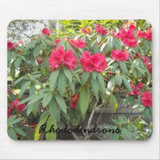 Red  Rhododendrons Mouse Pad