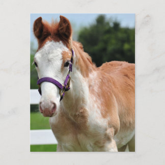 Red Roan Colt Postcard