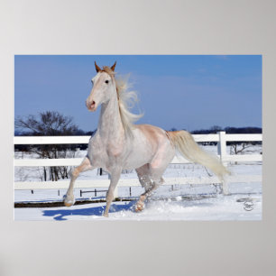 Red Roan in Snow Poster