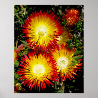 Red Robertson Dewflower Flowers Photo Print