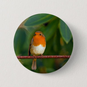 Red ROBIN 2 Inch Round Button