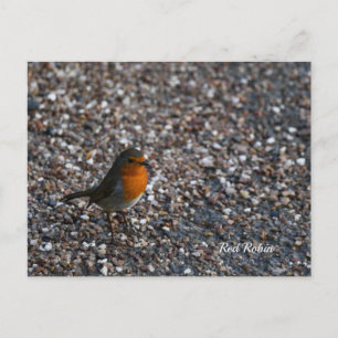 Red Robin on Pebbles in the Garden Postcard