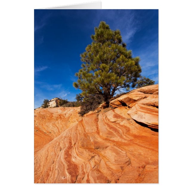 Red Rock Conifer (Front)