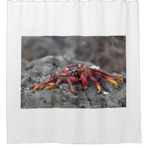 Red rock crab
