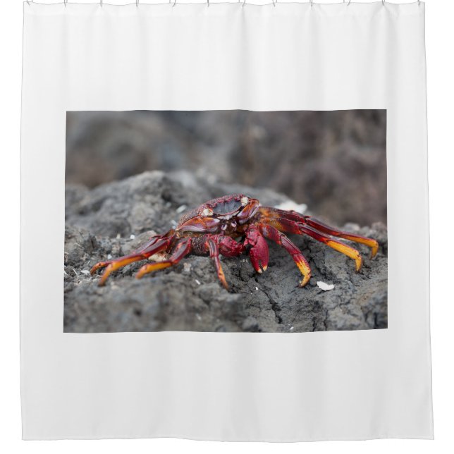Red rock crab (Front)