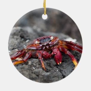 Red rock crab ceramic ornament