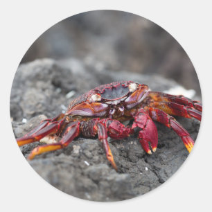 Red rock crab classic round sticker