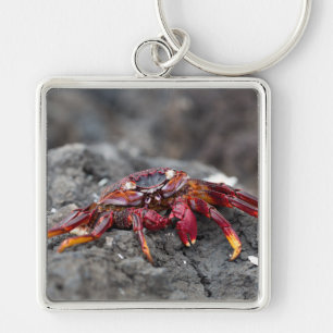 Red rock crab keychain