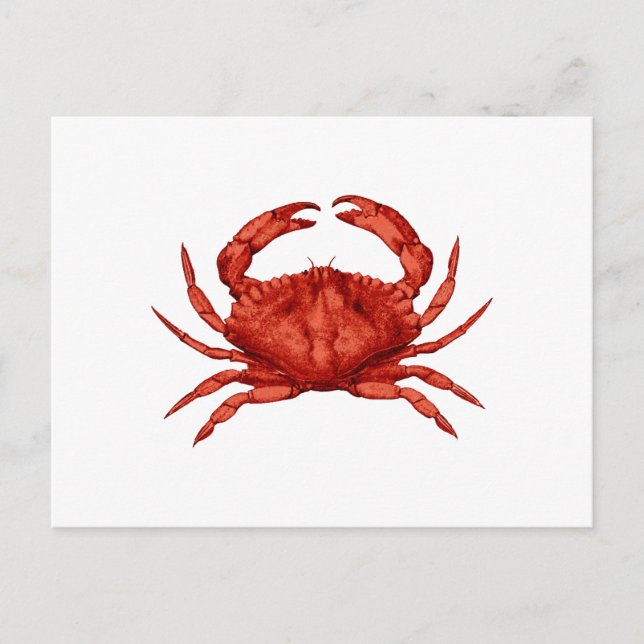Red Rock Crab (Pacific) Postcard (Front)